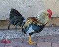 Rooster Feral